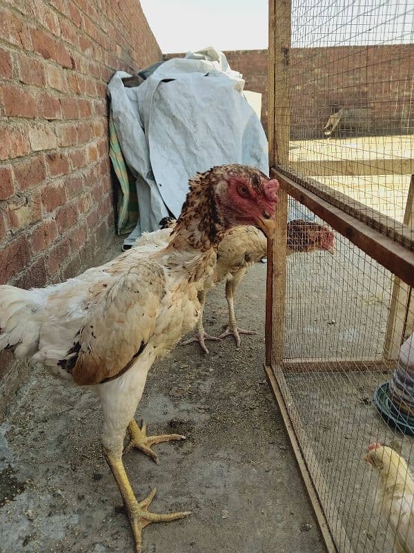 shamoo hen for sall 03006443449 1