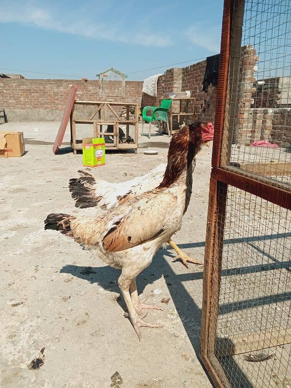 shamoo hen for sall 03006443449 4