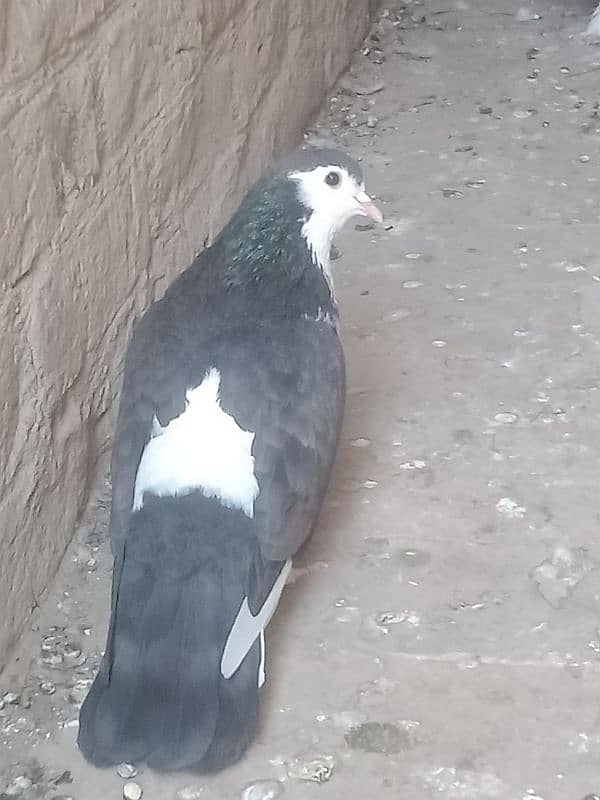 A beautiful pigeon fancier 2