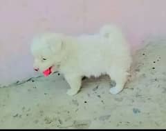 Russian Puppies /Russian Male Puppy /Russian dog For Sale