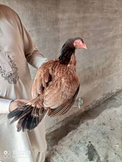 Aseel Hen for Sale