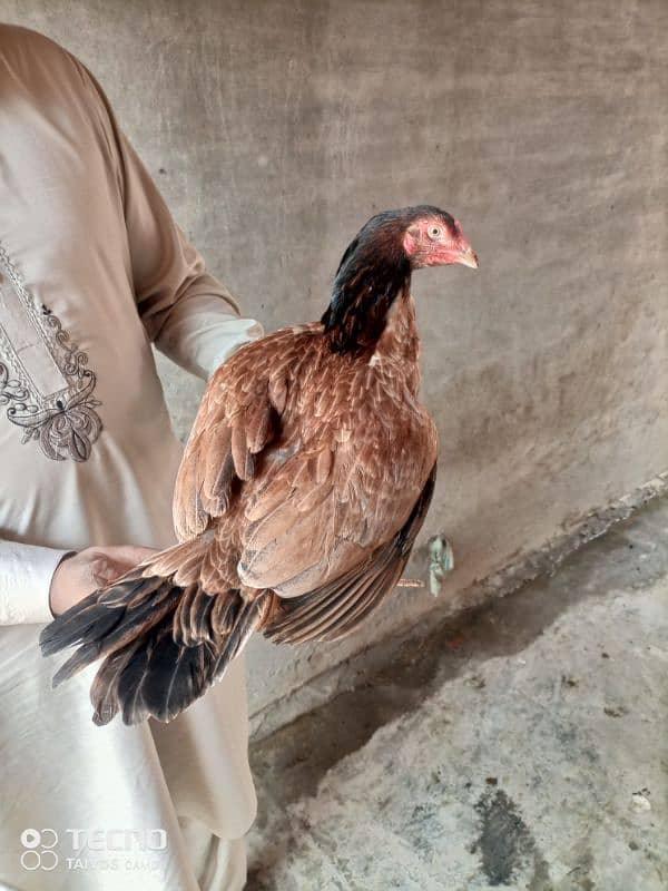 Aseel Hen for Sale 0