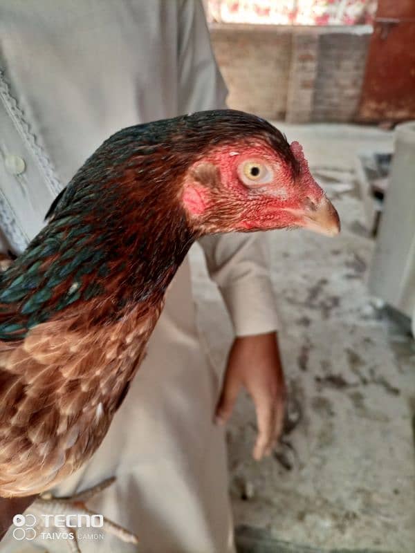 Aseel Hen for Sale 1