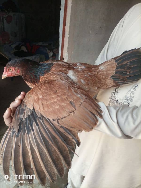 Aseel Hen for Sale 2