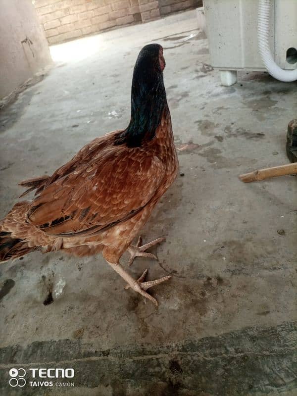 Aseel Hen for Sale 4