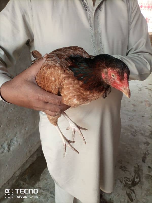 Aseel Hen for Sale 5