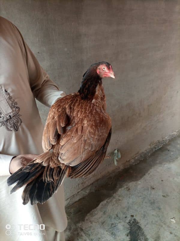 Aseel Hen for Sale 6