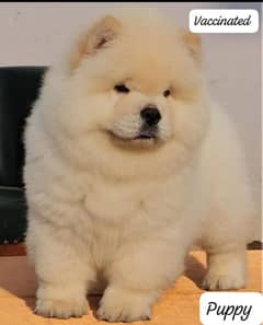 chow chow puppies 03361777030