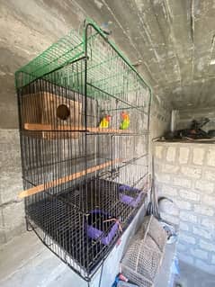 1 pair of love birds + 1 piece of loteeno  with new condition cage