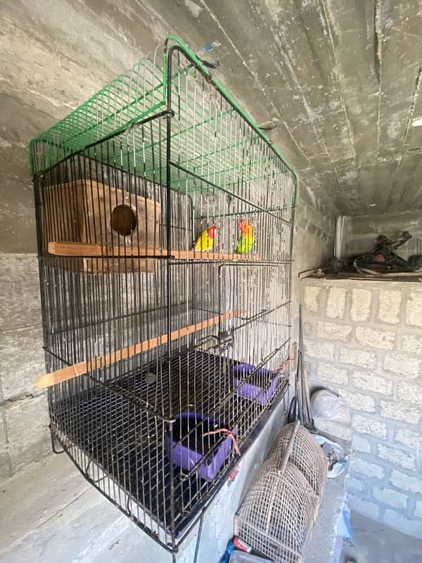 1 pair of love birds + 1 piece of loteeno  with new condition cage 0