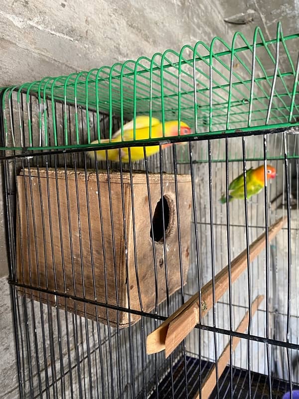 1 pair of love birds + 1 piece of loteeno  with new condition cage 1