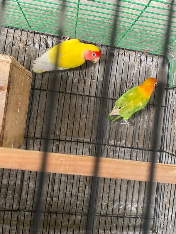 1 pair of love birds + 1 piece of loteeno  with new condition cage 3