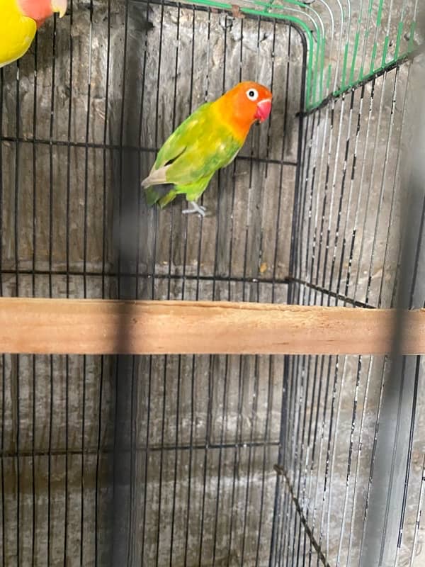 1 pair of love birds + 1 piece of loteeno  with new condition cage 4