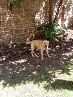 Labrador pure breed for sale