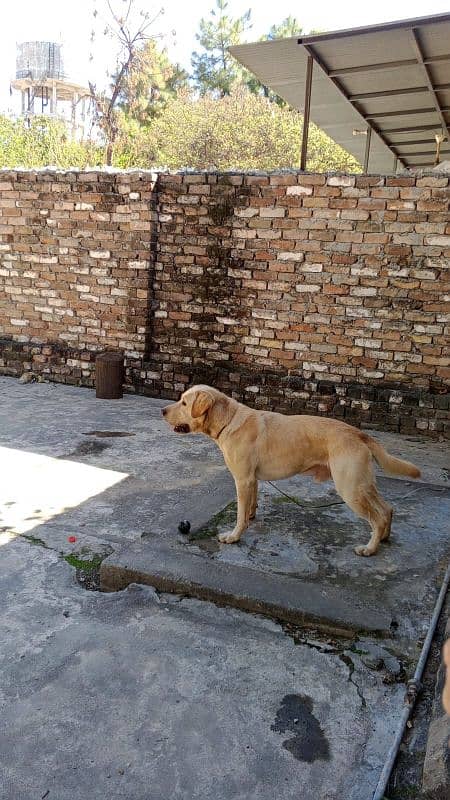 Labrador pure breed for sale 1