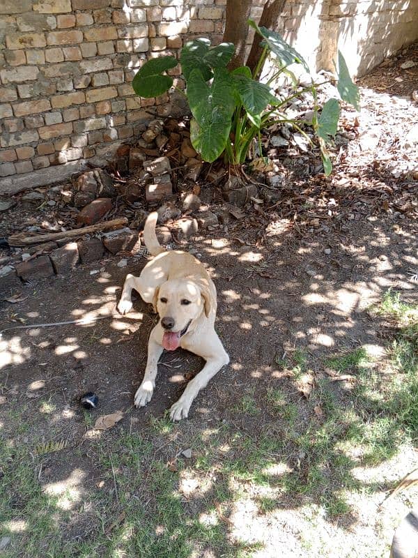 Labrador pure breed for sale 2