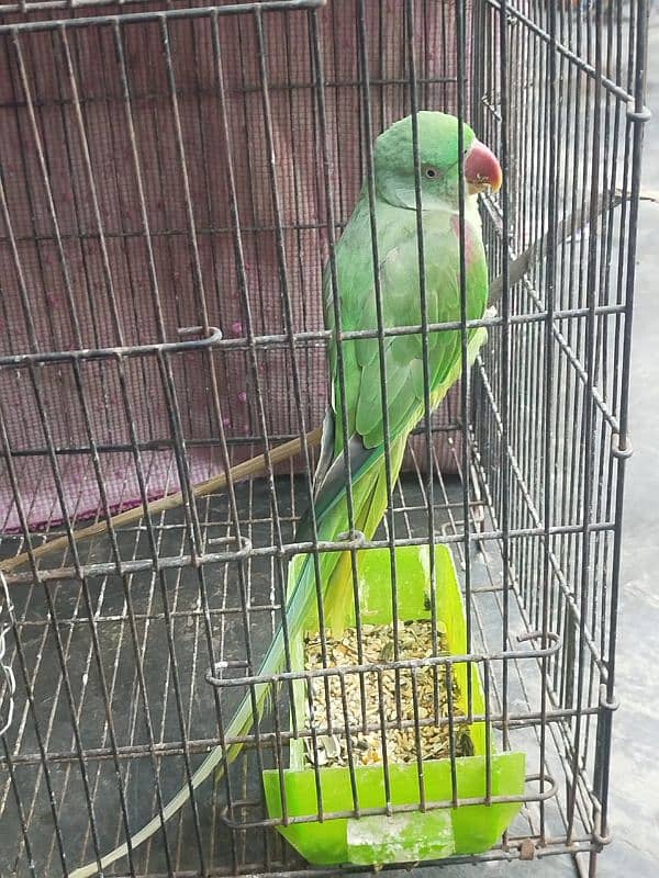 raw parrot for sale 0