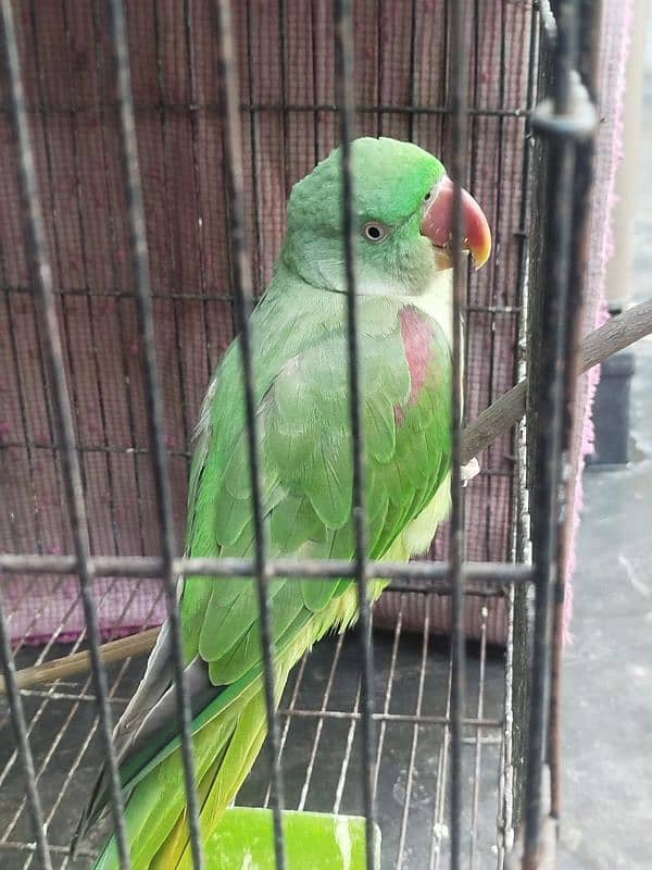 raw parrot for sale 1