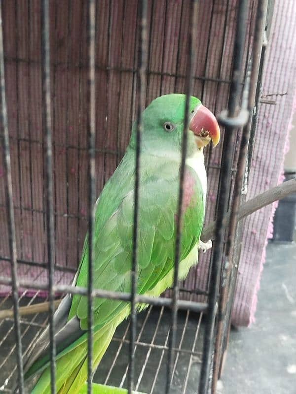 raw parrot for sale 2