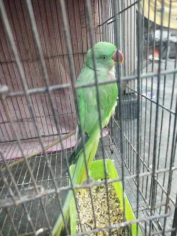 raw parrot for sale 3