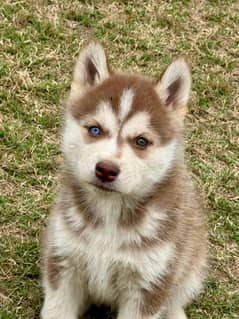 Siberian Husky Pup For Sale