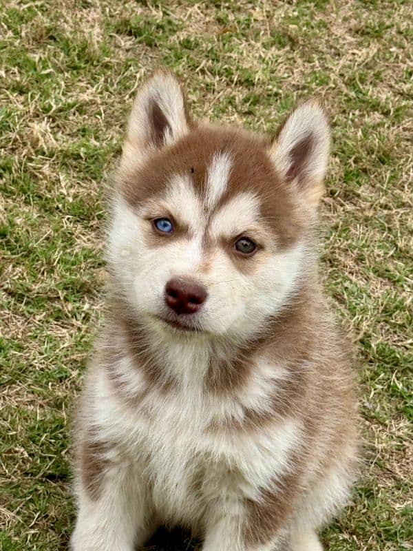 Siberian Husky Pup For Sale 0