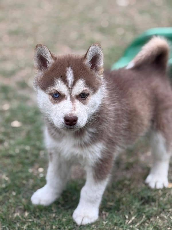 Siberian Husky Pup For Sale 2