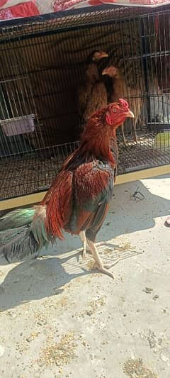 1 Aseel Lakha Cock, 4 high quality Aseels Hens