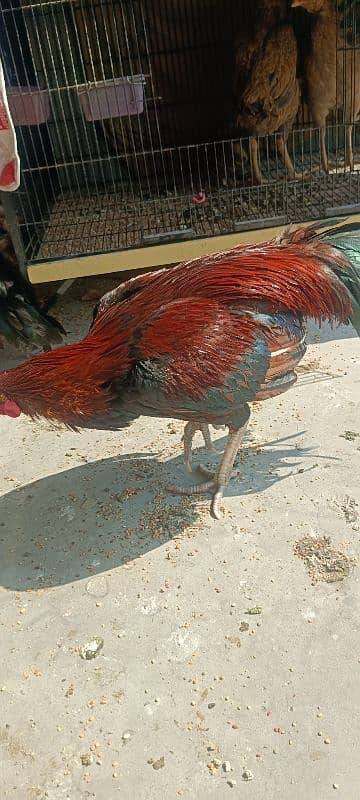 1 Aseel Lakha Cock, 4 high quality Aseels Hens 1