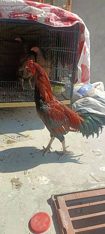 1 Aseel Lakha Cock, 4 high quality Aseels Hens 2