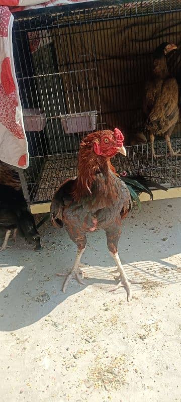 1 Aseel Lakha Cock, 4 high quality Aseels Hens 3