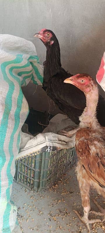 1 Aseel Lakha Cock, 4 high quality Aseels Hens 4