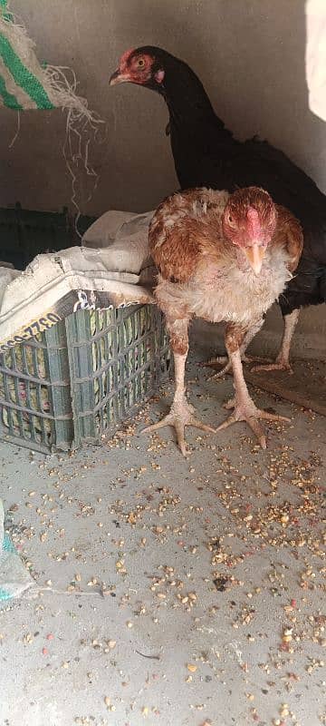 1 Aseel Lakha Cock, 4 high quality Aseels Hens 5