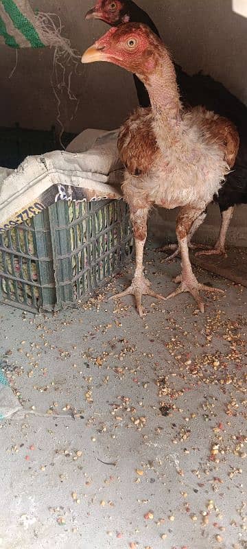 1 Aseel Lakha Cock, 4 high quality Aseels Hens 6