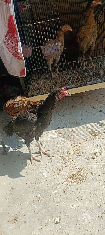 1 Aseel Lakha Cock, 4 high quality Aseels Hens 14