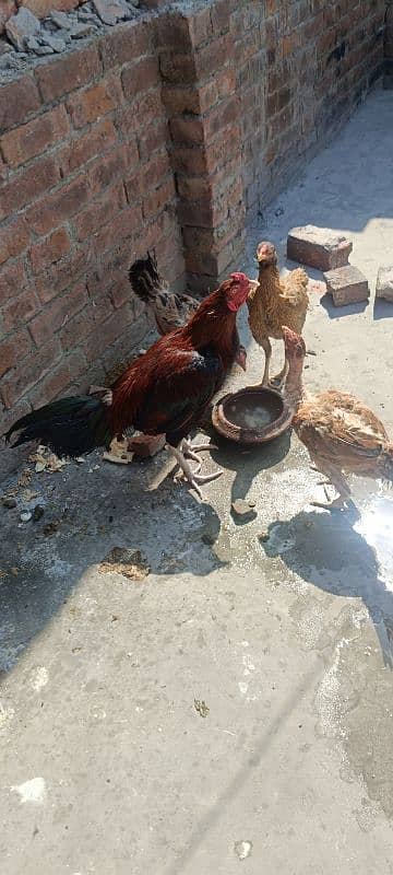 1 Aseel Lakha Cock, 4 high quality Aseels Hens 16