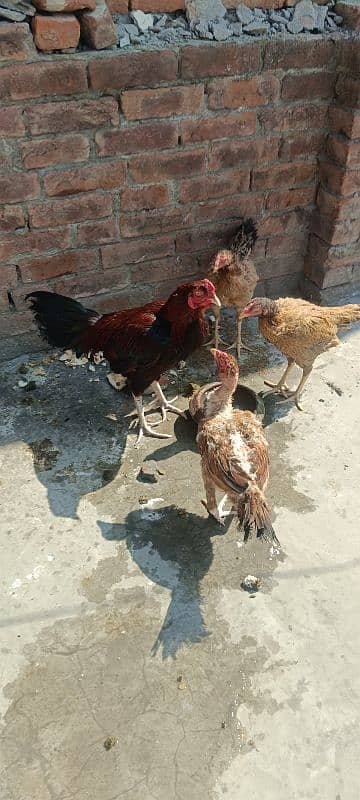 1 Aseel Lakha Cock, 4 high quality Aseels Hens 17