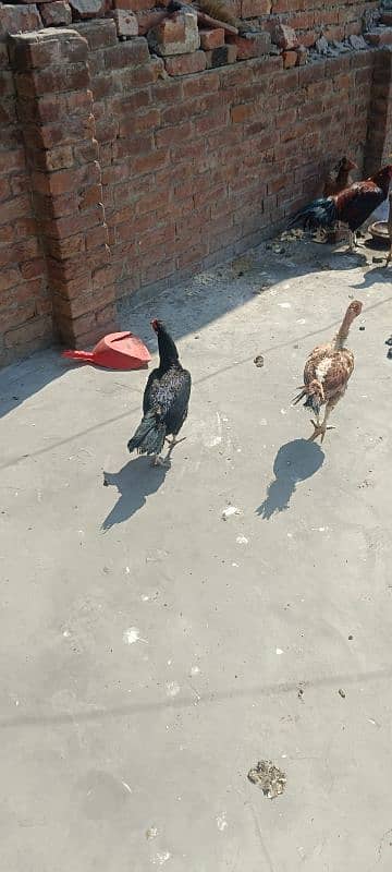 1 Aseel Lakha Cock, 4 high quality Aseels Hens 18