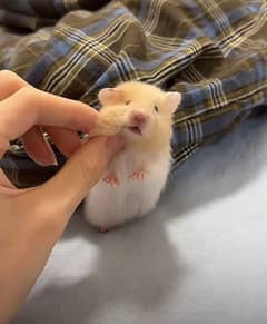 HAMSTER BABYS