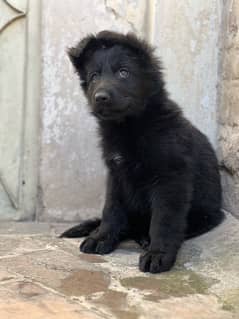 German Shepherd Pedigreed Puppies