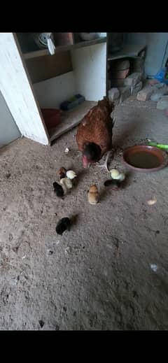 Aseel chicks for sale in lahore tajpura