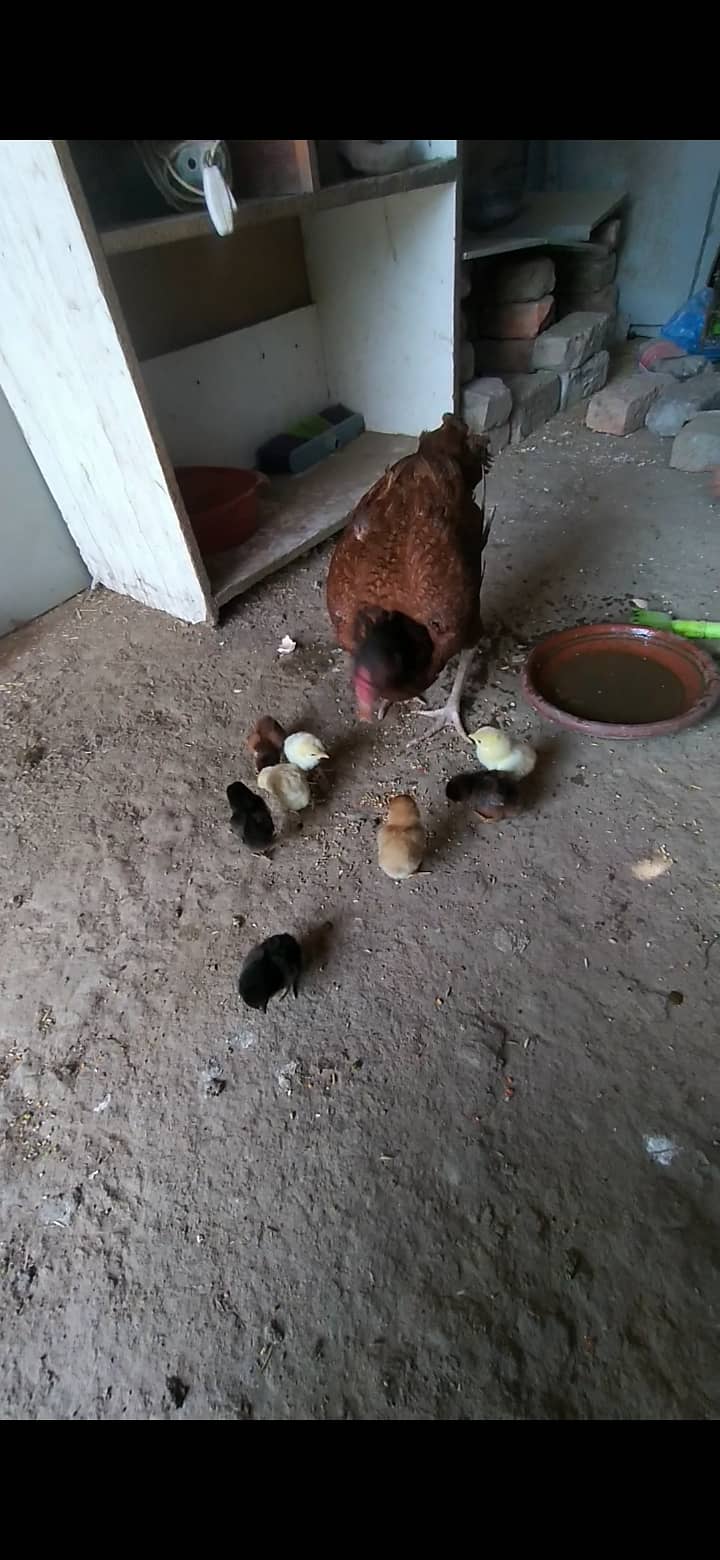 Aseel chicks for sale in lahore tajpura 0