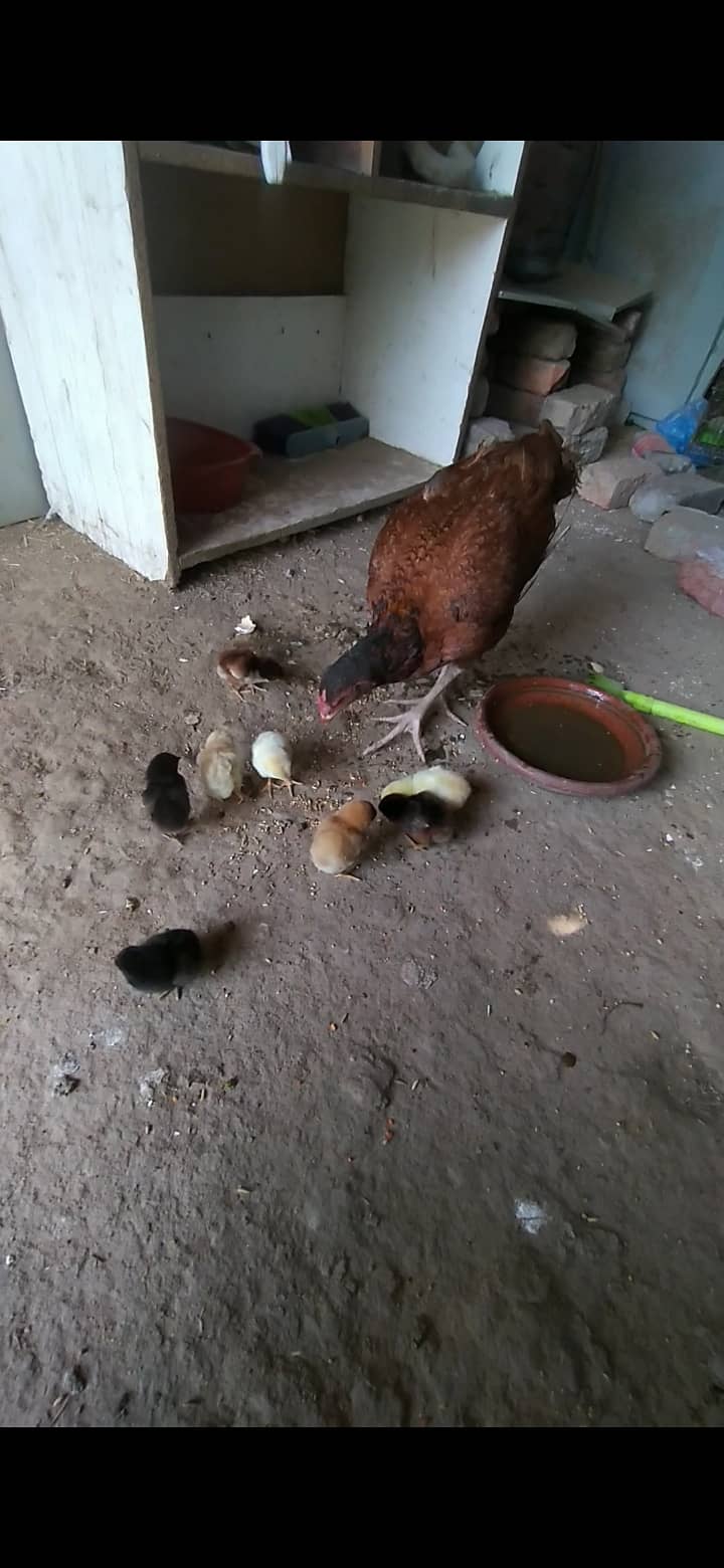 Aseel chicks for sale in lahore tajpura 1