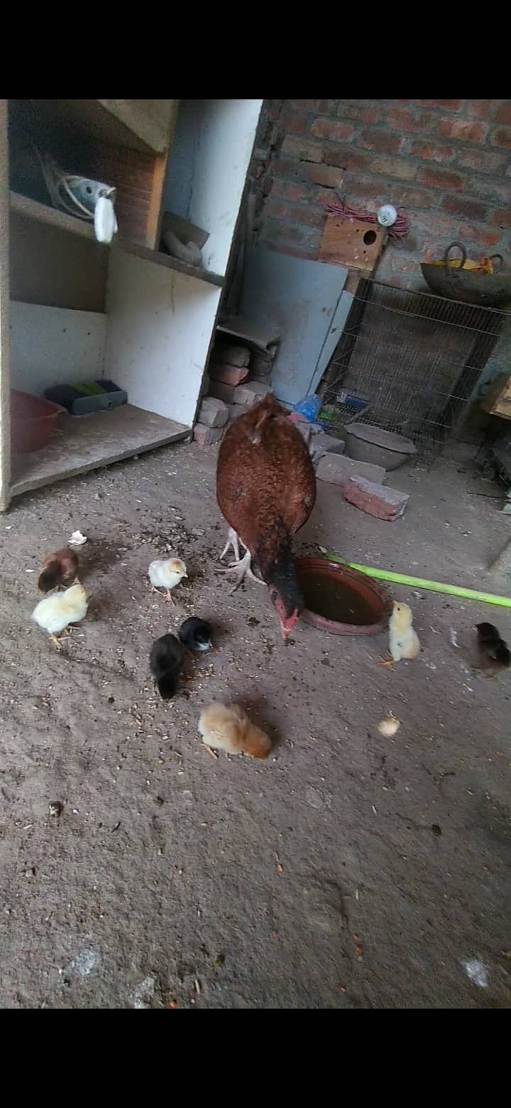 Aseel chicks for sale in lahore tajpura 2