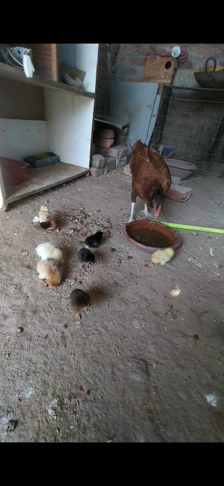 Aseel chicks for sale in lahore tajpura 3