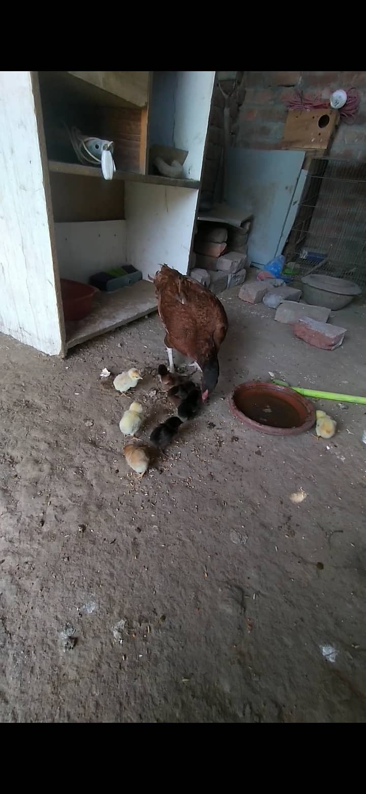 Aseel chicks for sale in lahore tajpura 4