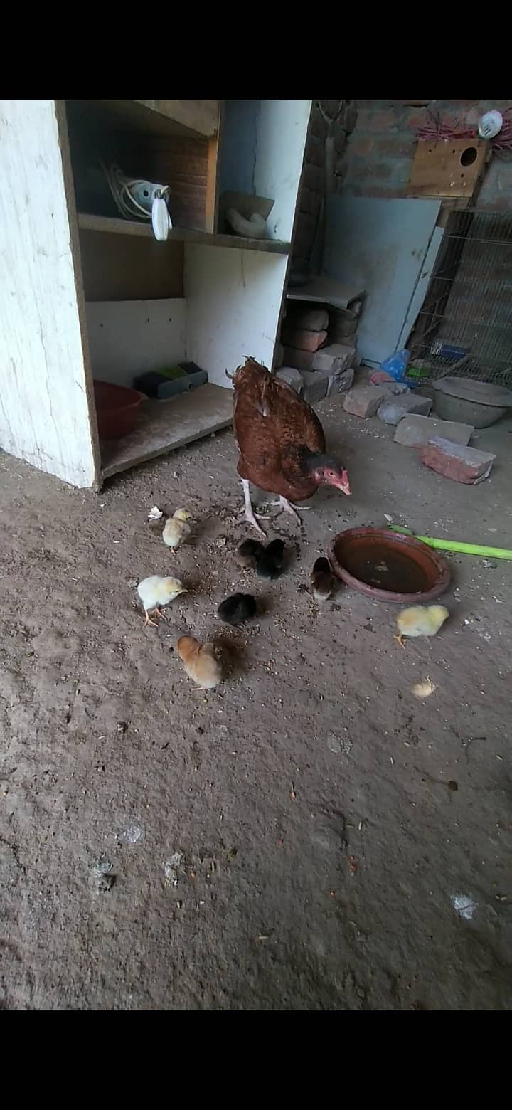 Aseel chicks for sale in lahore tajpura 5