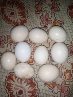 Aseel Eggs For Sale