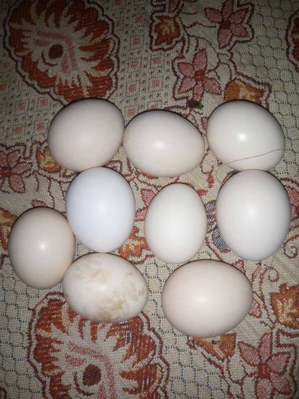 Aseel Eggs For Sale 3