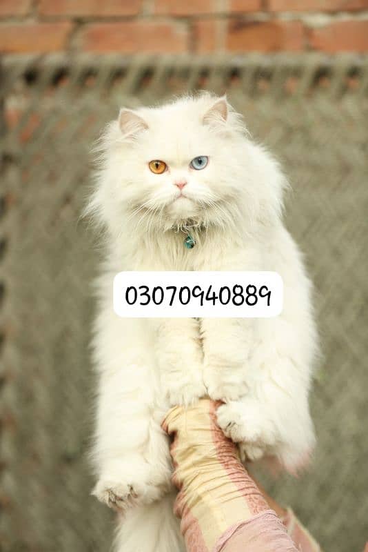 persion male cat 0